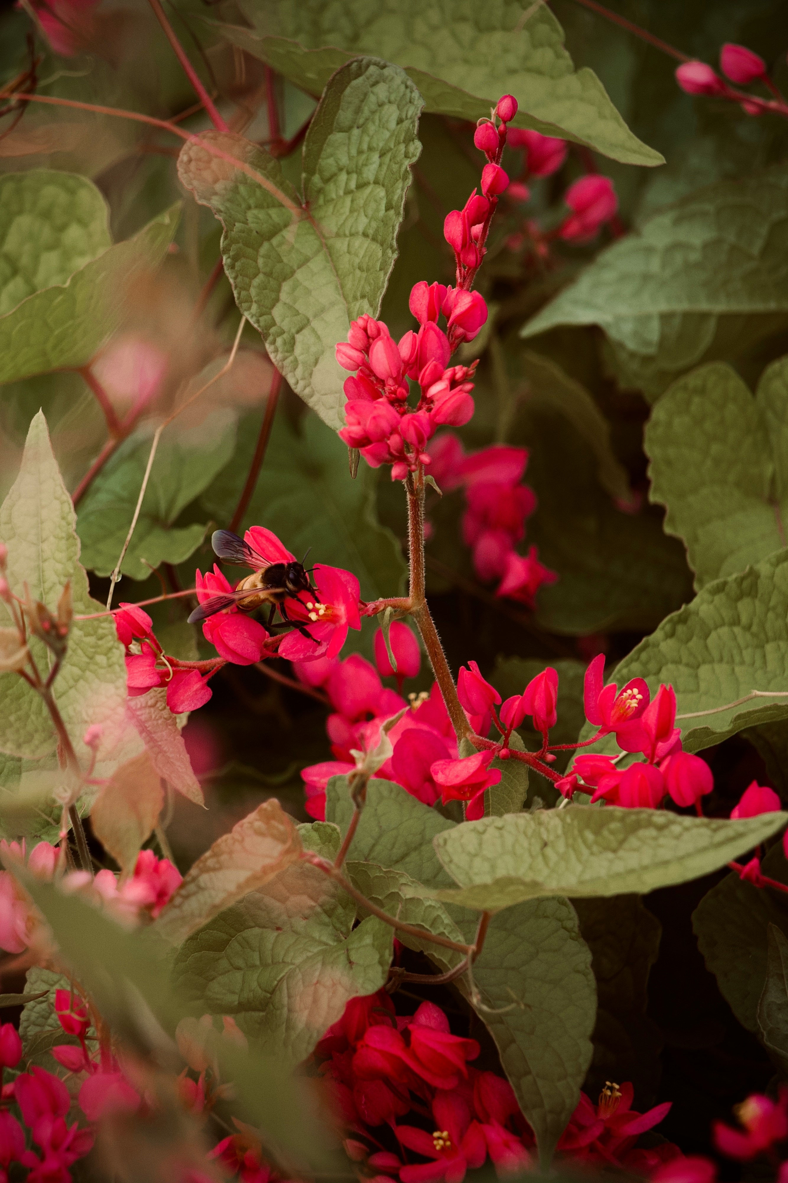 Red Honesty Seeds