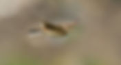 Farmland Bird Event