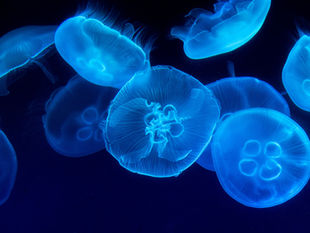 Celebrating World Animal Day