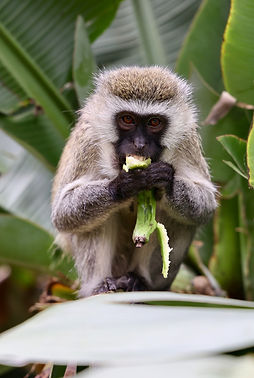 Image by Uzuri Safaris Tanzania