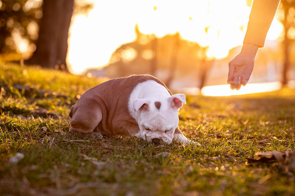 A gentle hand reaching out to calm a bulldog puppy resting on the grass
