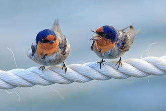 Image by David Clode