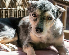 Senior dog pet care Central Coast NSW