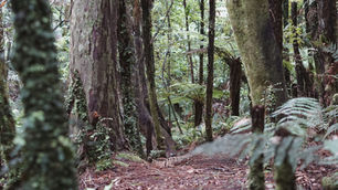 The forest for the trees: Is the EUDR extension a double-edged sword for manufacturers?