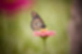 Image by Spring Davison