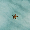 Image by Amy Humphries