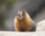 ree