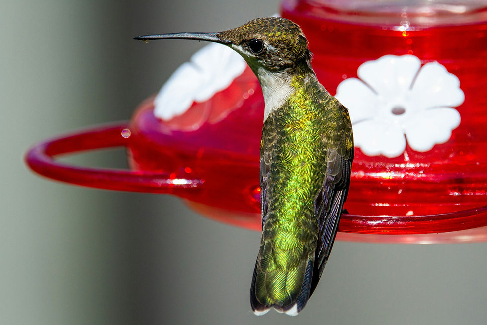 Hummingbirds Return