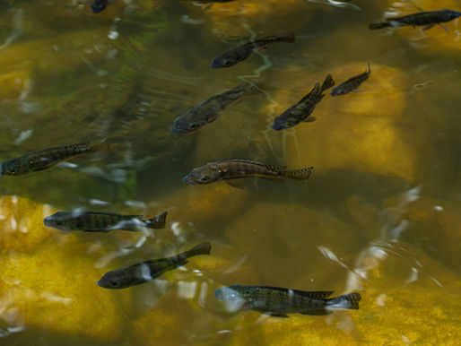 🐟 Tilápia: A Força da Aquicultura em Pauta e a Perspectiva do Agronegócio