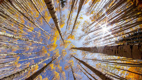Buzzword Breakdown: Organizational Resiliency