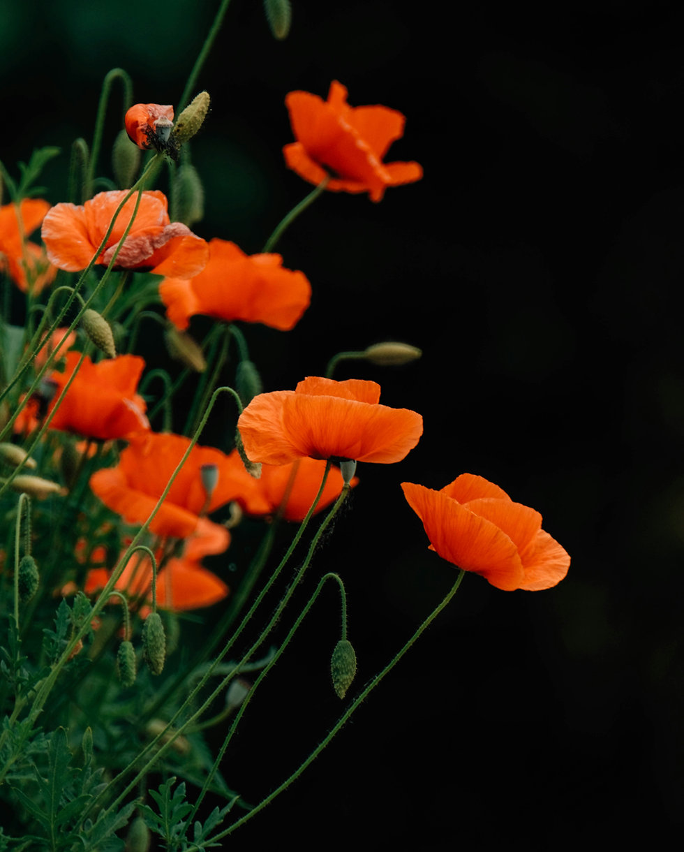 Bright orange poppies against a dark background