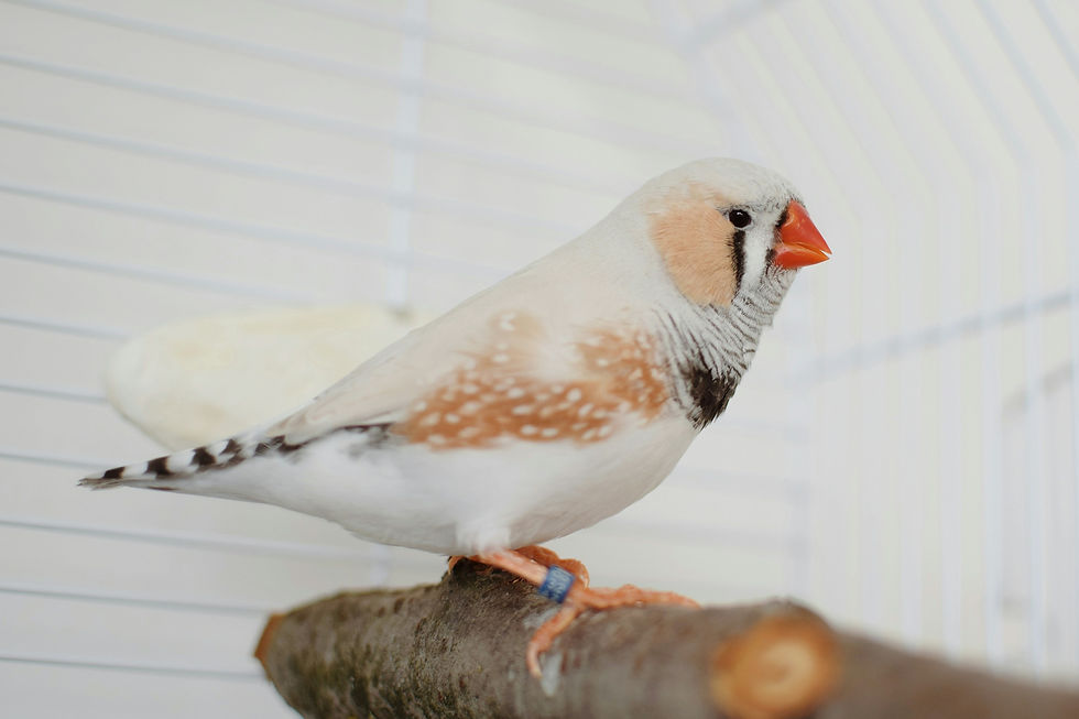 A zebra finch with orange cheeks inside a white cage.