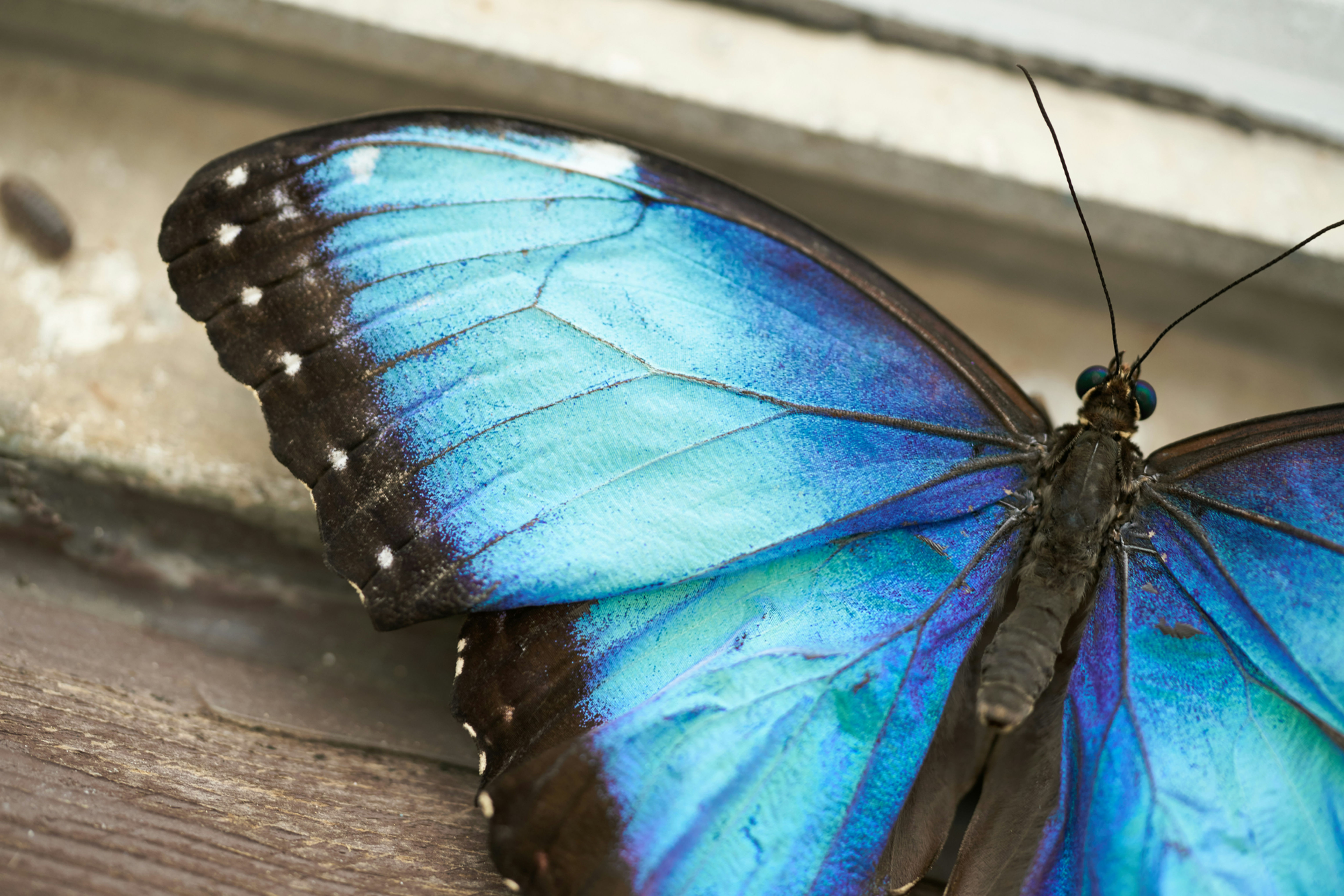 THYROID HYPNOSIS