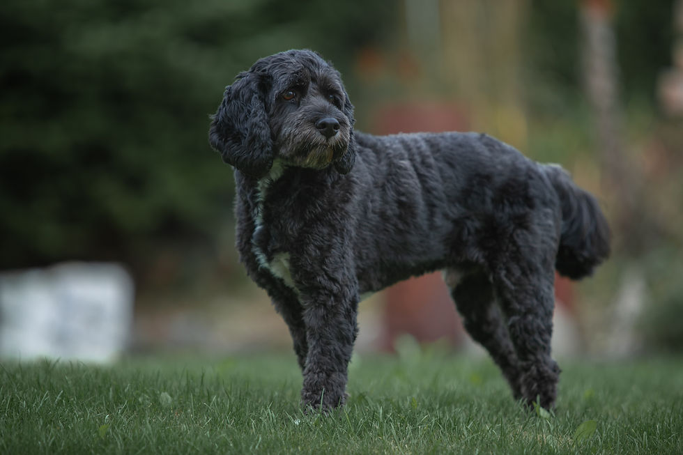 June Family Pet Gundog Foundations from Thursday 5th June at 7.15pm, £79