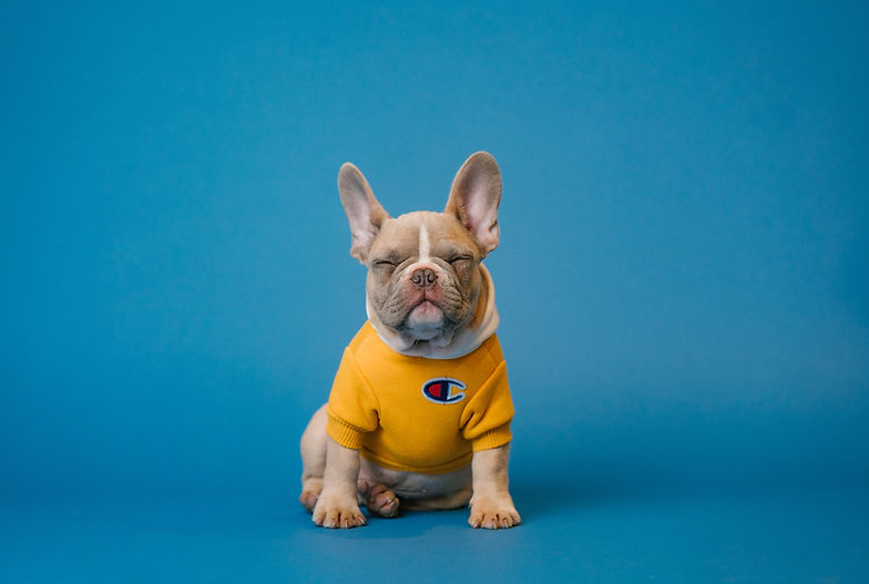A calm French Bulldog demonstrating the focus and self-control achieved through our professional Dog & PuppyTraining in Dubai.