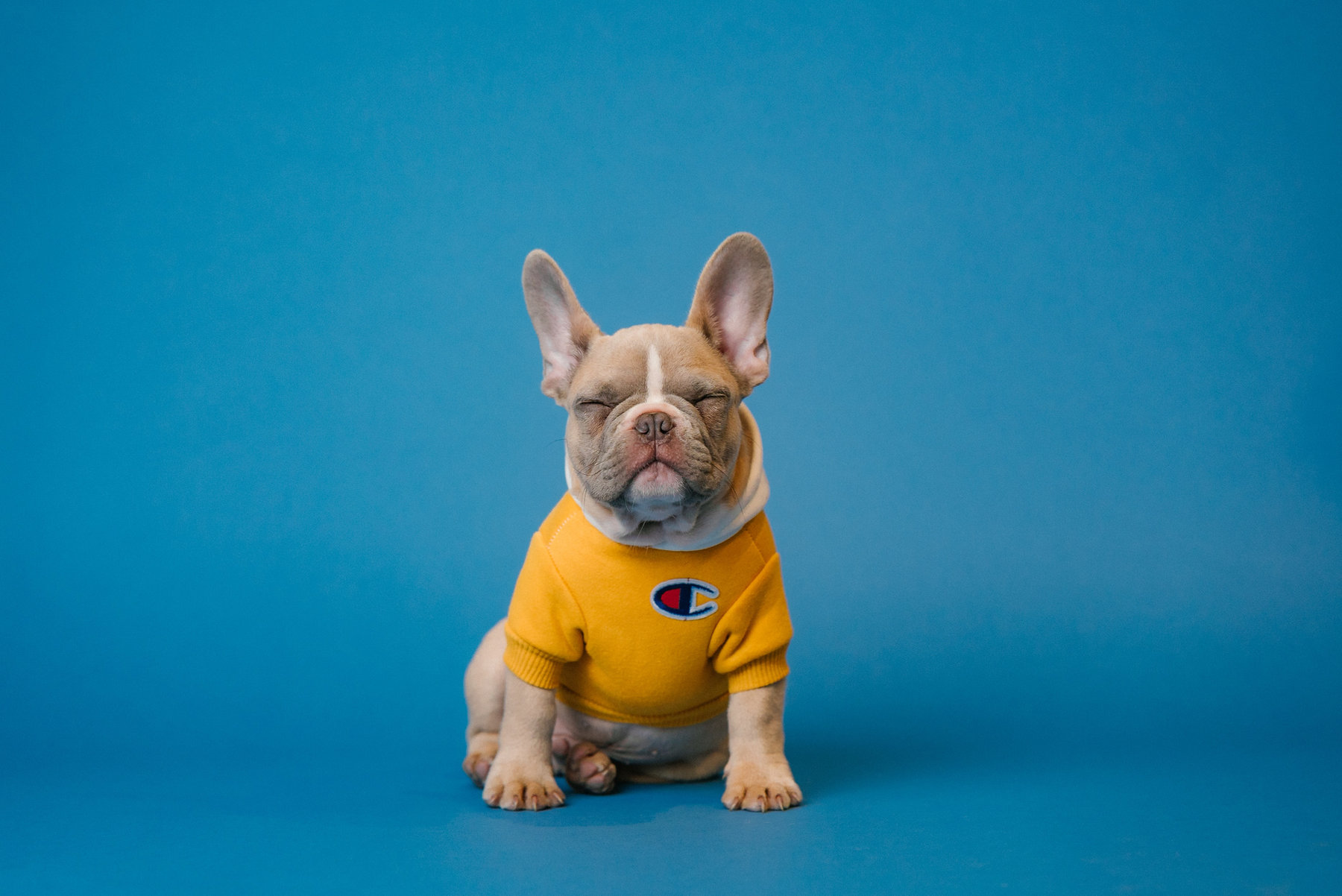 The UK’s Most Popular Dog Breeds By Price