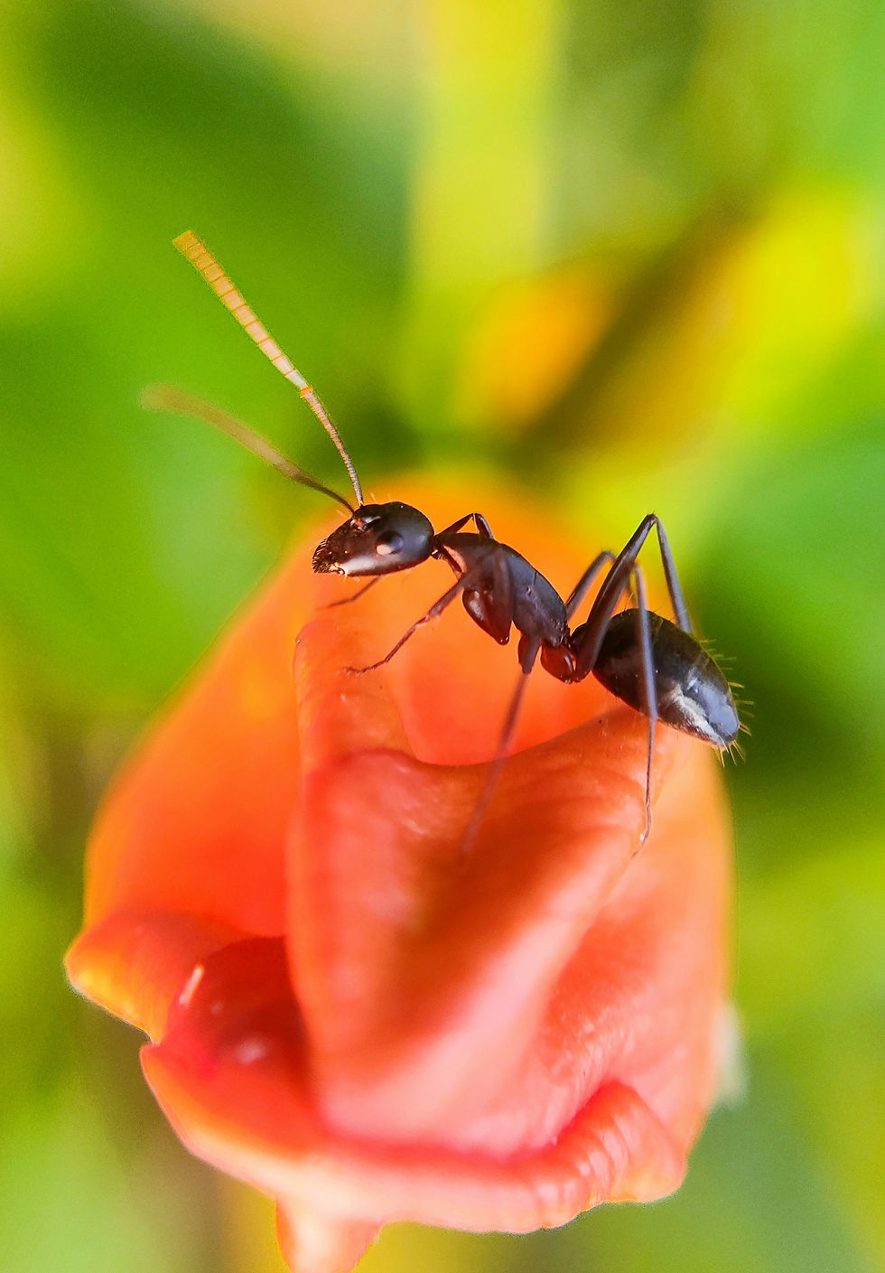 The Fascinating Life of Ants - Gary Skinner