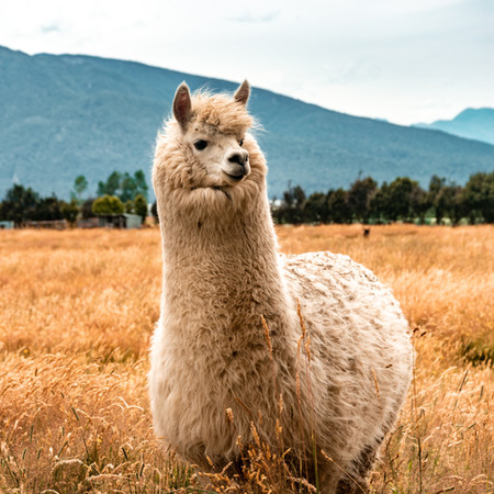 Alpaca