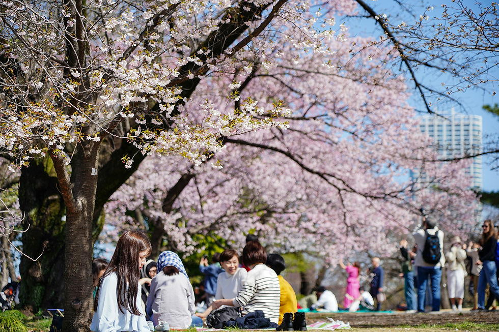 Shinjuku Gyoen Park is a fantastic cherry blossom viewing spot but is a welcome break from the city sprawl at any time of year