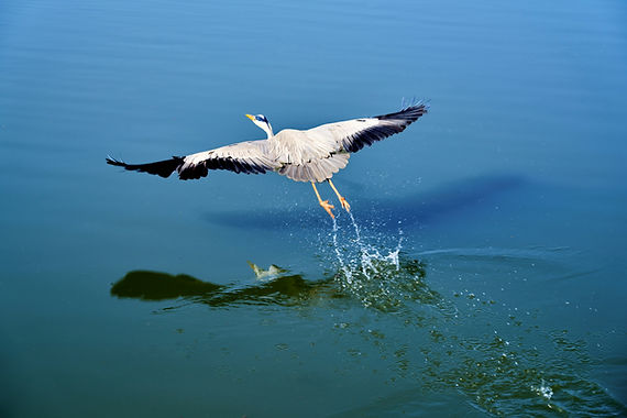 Image by Buddy AN