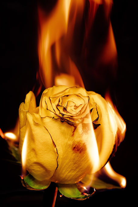 A yellow rose engulfed in flames against a dark background, creating a dramatic and intense mood.