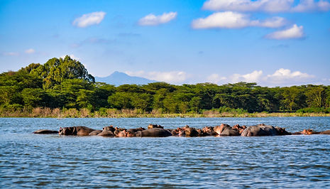 Image by Bibhash (Polygon.Cafe) Banerjee