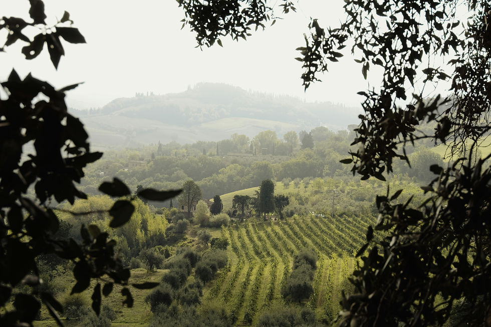 Through the Vines: Wine Tastings Across the Tuscan Hills