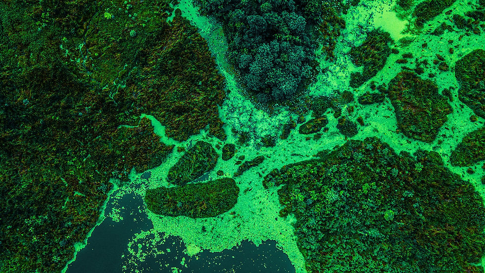 Seeding Change in Complex Ecosystems