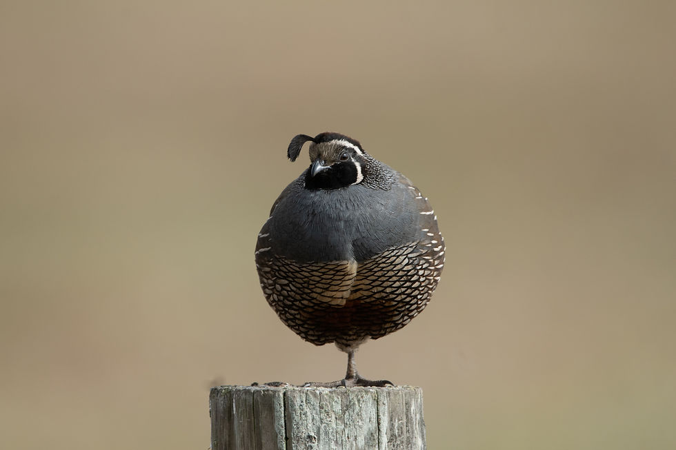 Quail