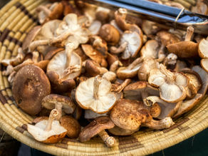 Should You Take Shiitake Mushroom Supplement?
