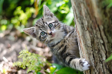 An outdoor kitten climbs a tree.
