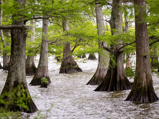 Santee-Cooper Flooded Cypress