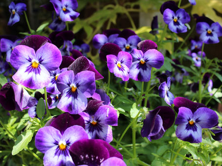 How to Plant, Grow, and Care for Pansies