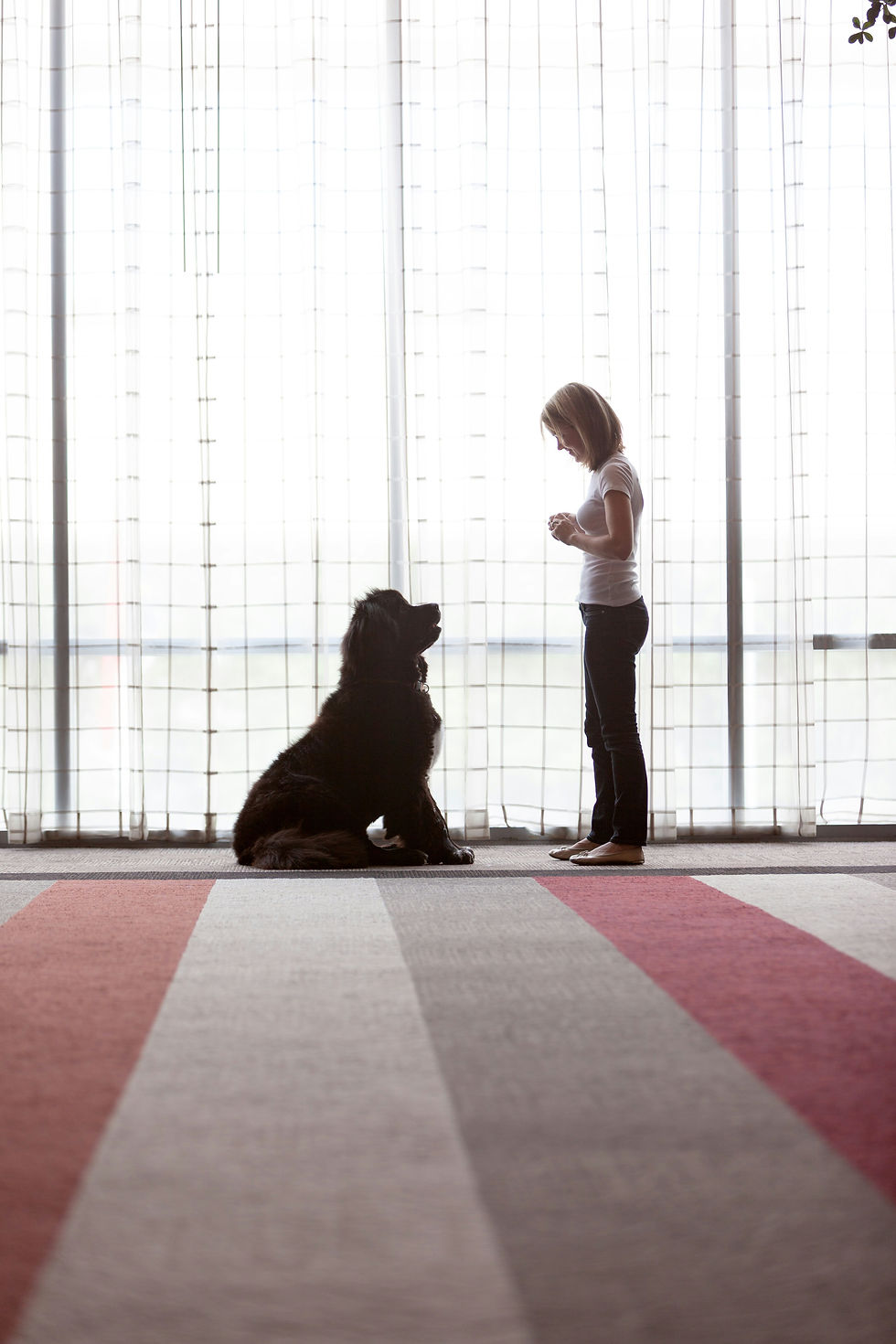 Цена на собаку породы ньюфаундленд