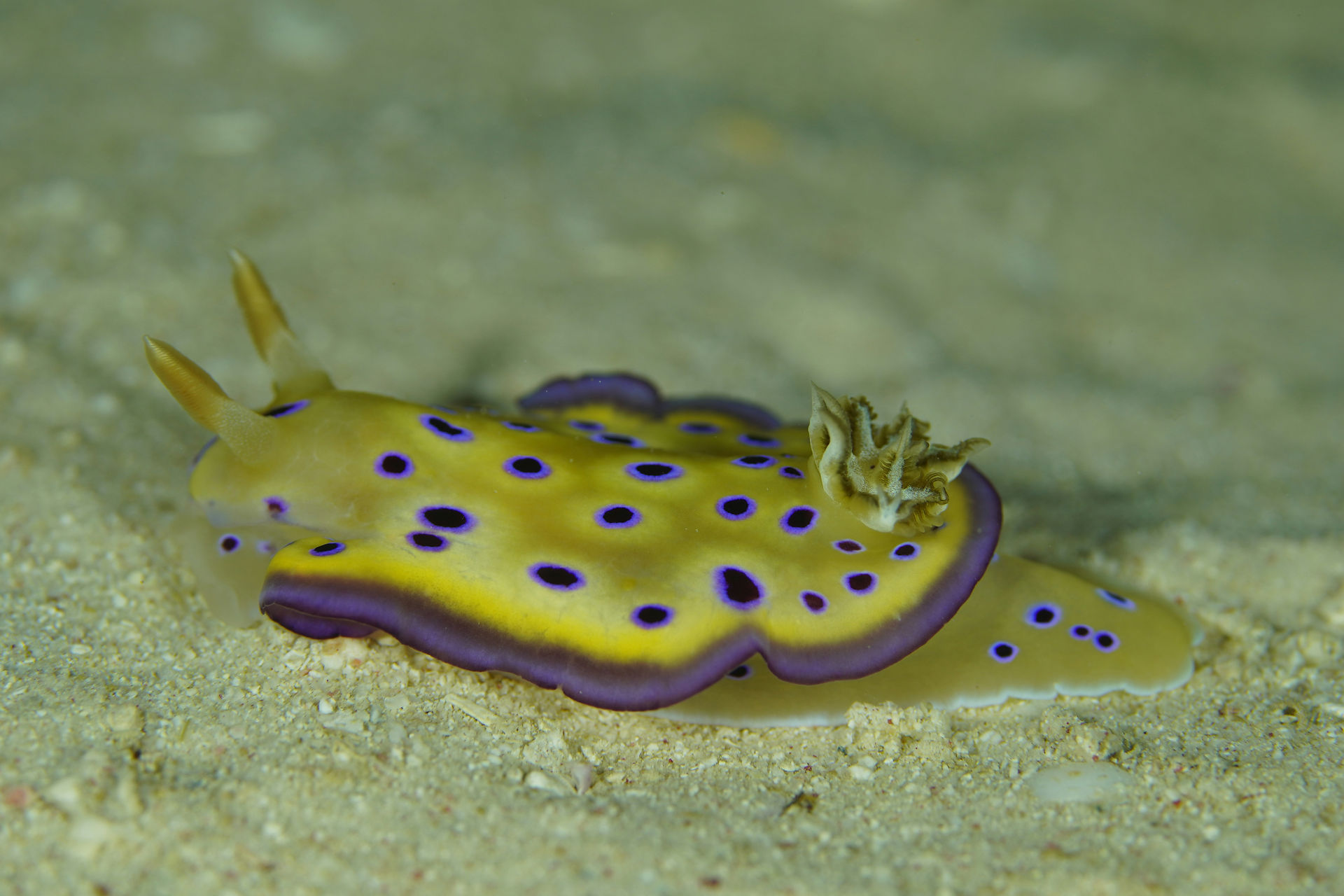 Nudibranch