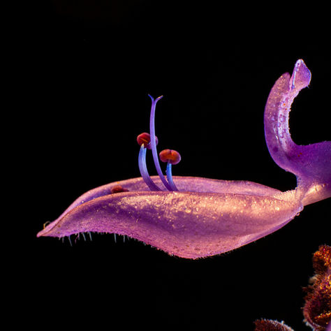 Under the Silver Glow: The Spellbinding Beauty of Moon Gardens