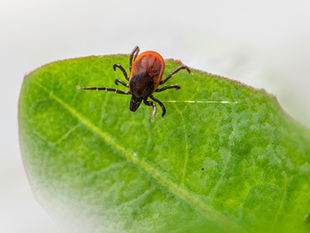 Tick Bite Management