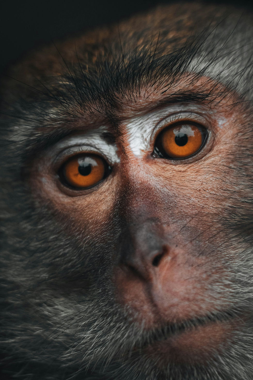Close-up of a monkey’s face with amber eyes and gray-brown fur, staring calmly against a dark background.