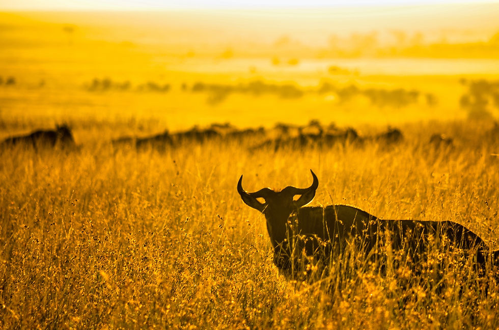 Thumbnail: Kenya - Wild Adventure