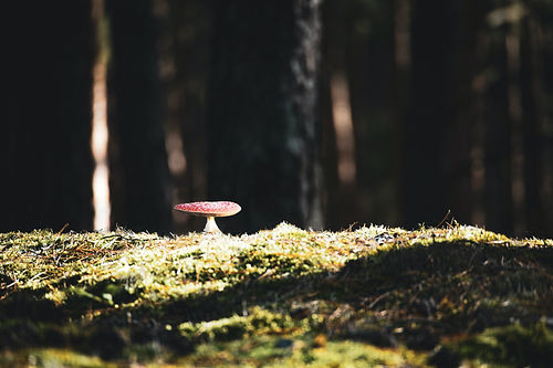Image by Artur Łuczka
