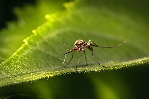 Image by Erik Karits