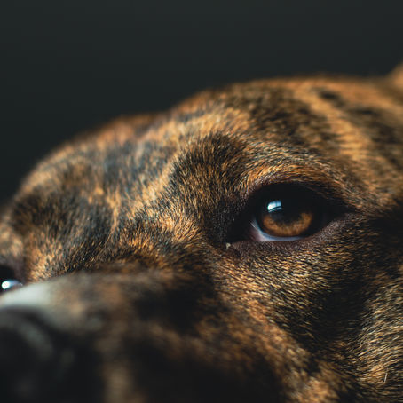 The Pit Bull Paradox