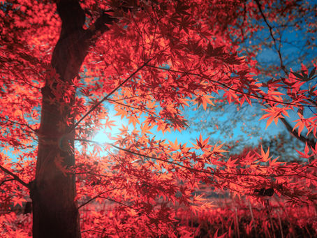 15. GRUMBLING / MAPLE TREE