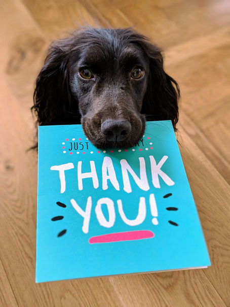 Summer Wins: Celebrate Your Dog's Training Progress
