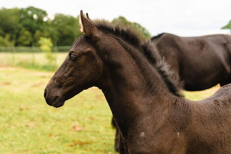 young horse wobblers syndrome