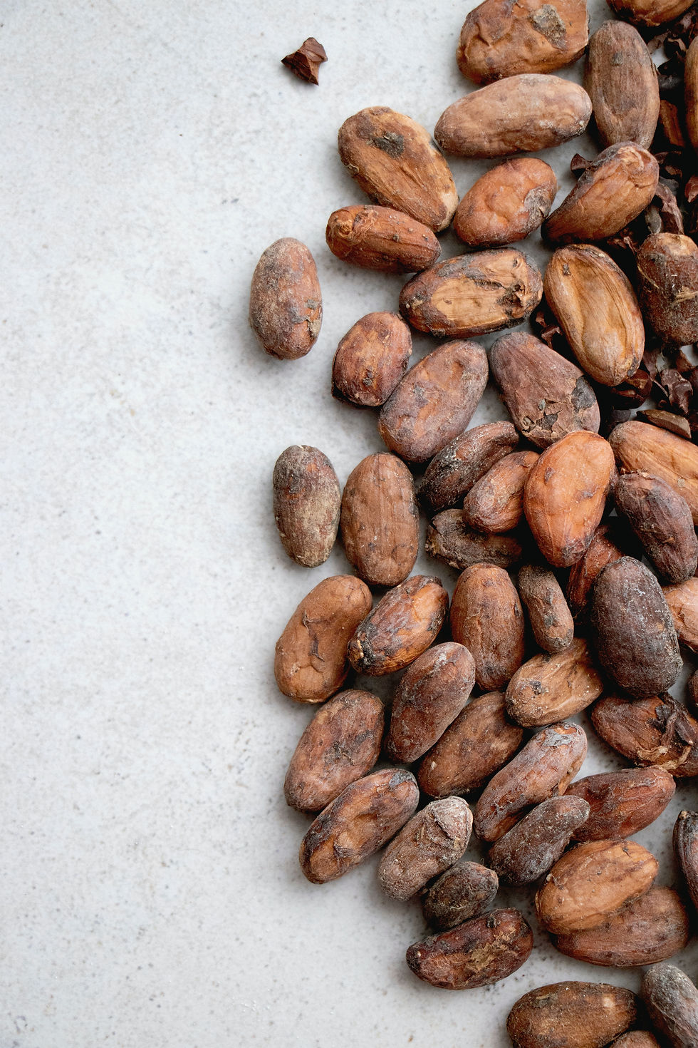 "Hands cradle cocoa beans, the fruit of cocoa trees, leading to a rich cocoa powder, a testament to nature's bounty and human