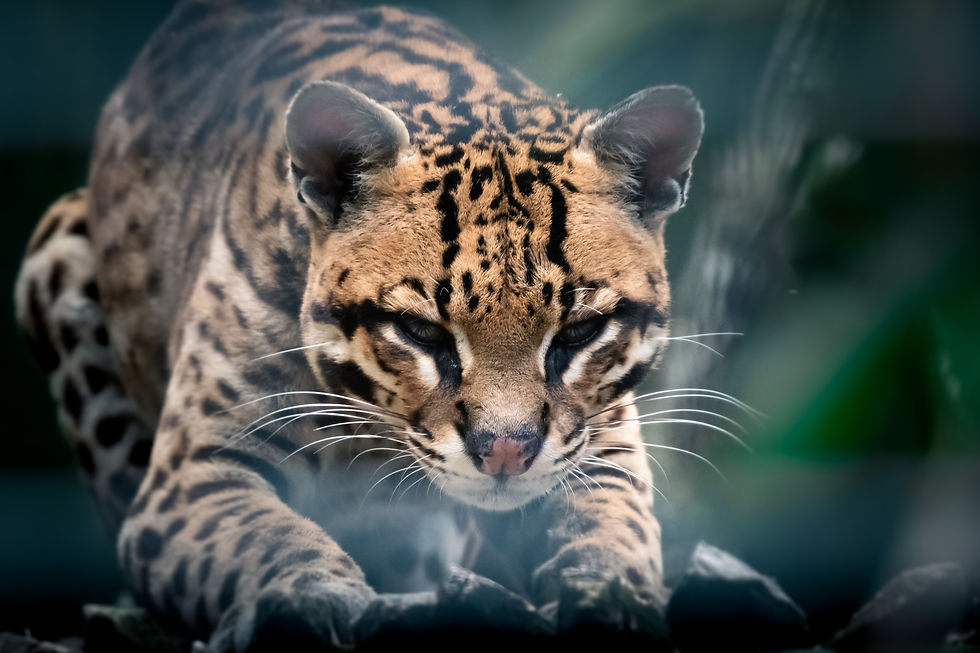 Ocelot ready to hunt.