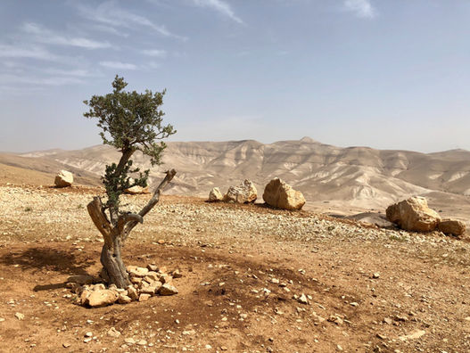 Der Staat Israel und das Land Palästina - ein biblisch-hermeneutischer Versuch
