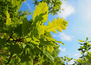 Leaves of an Oak tree