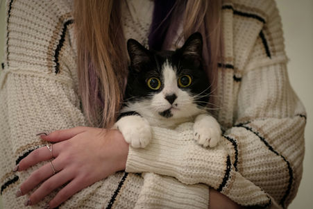 ما هي أعراض FIP المبكرة التي يجب على أصحاب القطط معرفتها؟